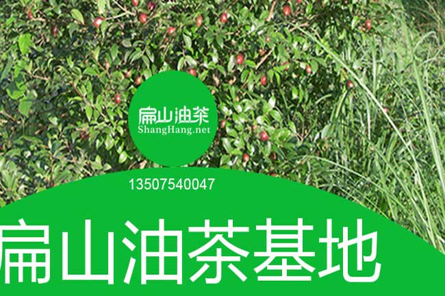 廣西軟（ruǎn）枝3號油茶苗