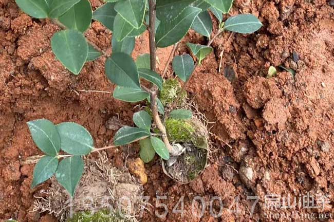 廣西油茶（chá）種植