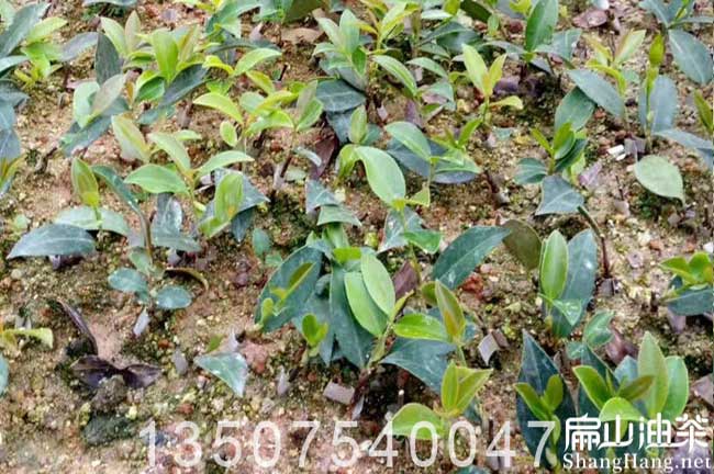 廣西大油茶苗