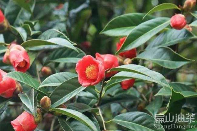 栗木紅花大果油茶苗