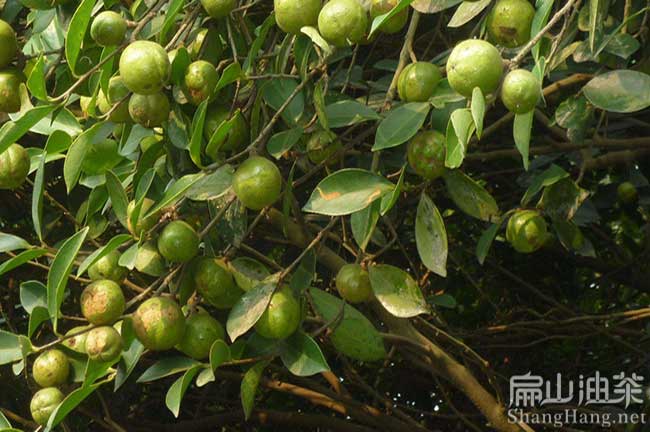 萍鄉掛果油茶樹