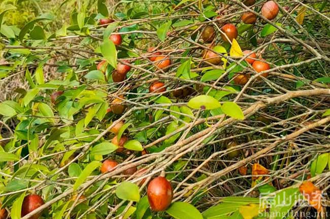 中山紅色油茶樹批發