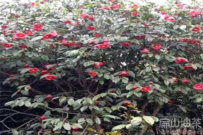 中科（kē）紅（hóng）花油茶樹