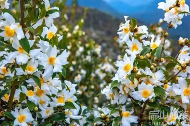 中科白（bái）花油（yóu）茶苗