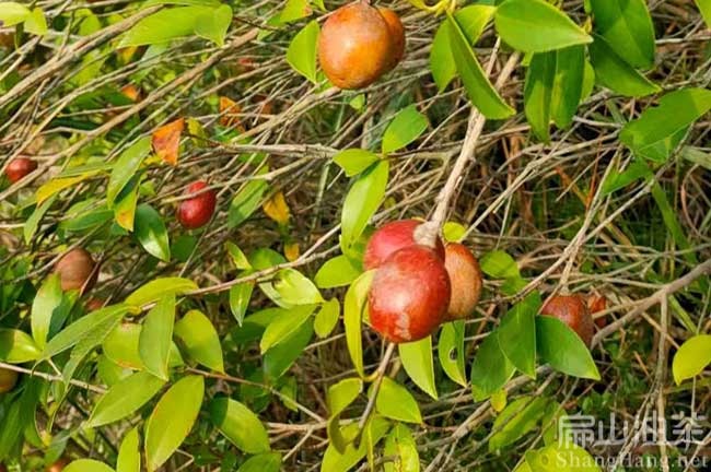 北海軟枝油茶樹種植