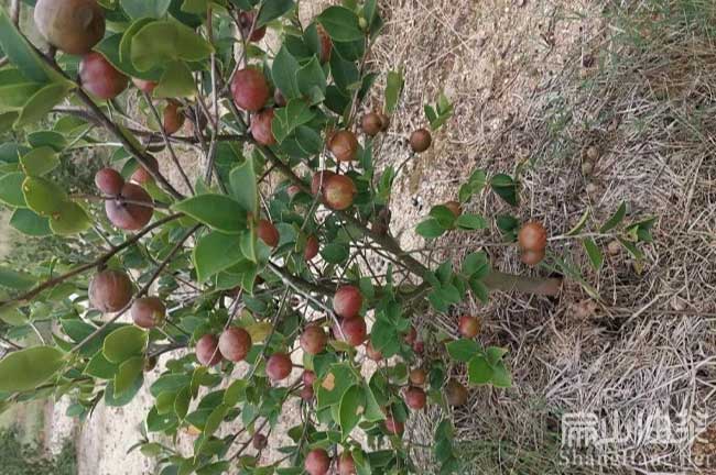 橫瀝油茶樹種植