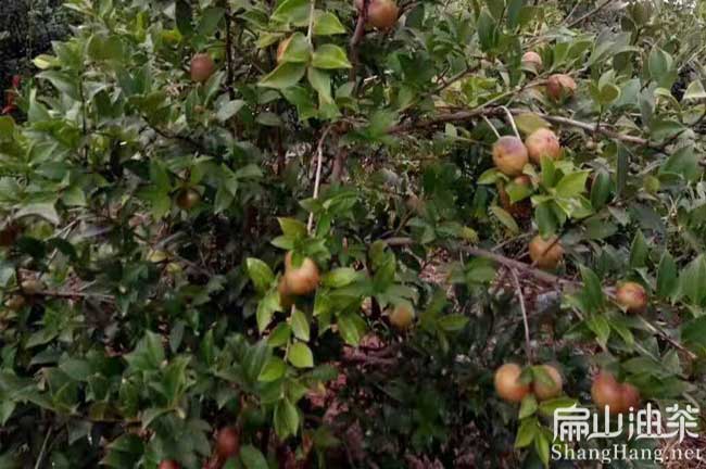 崇左茶樹（shù）種植