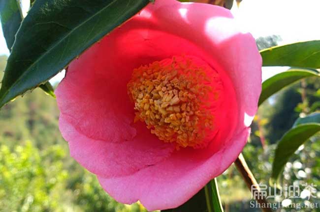 廣（guǎng）西大紅花油茶基地