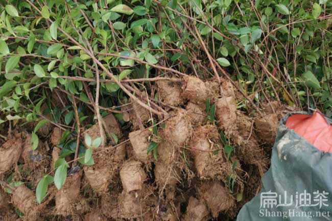 益陽大果油茶杯苗