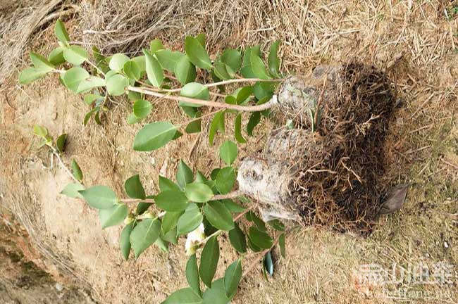 江西長林油（yóu）茶苗批發