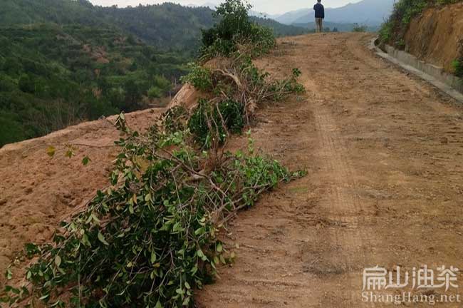 梅縣茶樹苗（miáo）批發