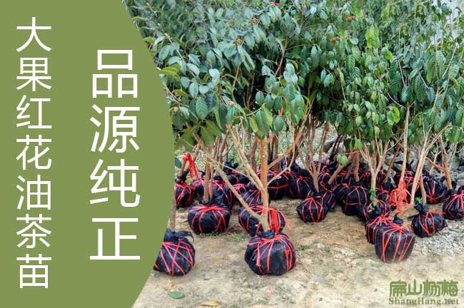 油茶苗種植施肥要掌握好幾個原則-看山樹肥（féi）季（jì）節施肥-扁山油茶