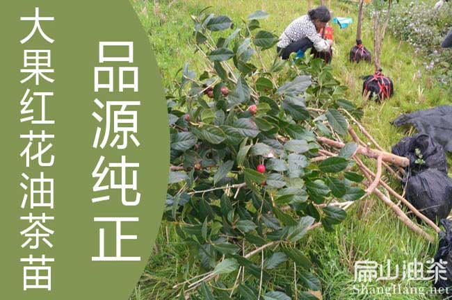 方案大（dà）果紅花油（yóu）茶樹苗