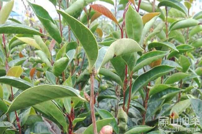 軟枝油（yóu）茶苗培育