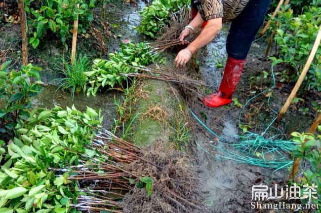 舞鋼紅花油茶苗（miáo）