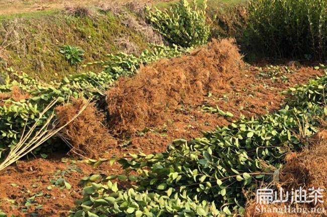 撫州油茶苗批發