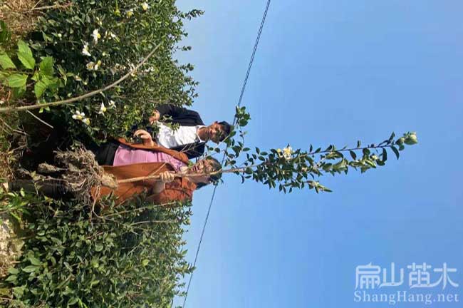 廣東蟠龍油茶種植