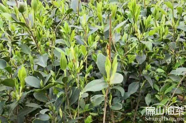 南平油茶種植