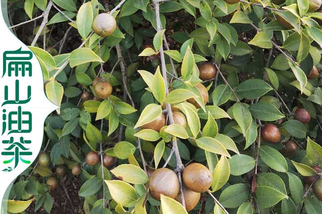 海城油茶苗批發(北海大果（guǒ）紅花茶樹水果苗)鐵山港油茶苗批發