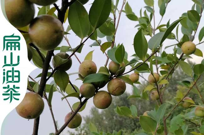 羅城油茶種植