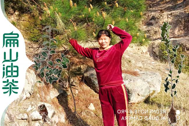 隆安紅花油茶苗批發