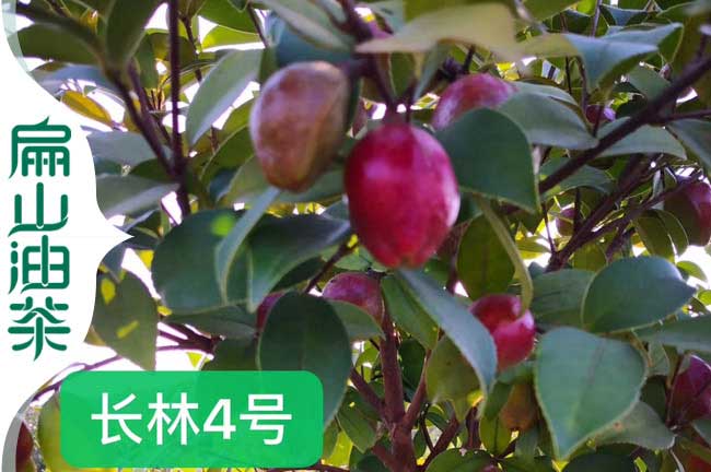 慶遠（yuǎn）紅花油茶（chá）苗