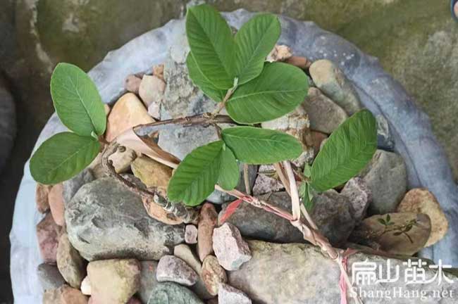 龍圩芭樂樹苗