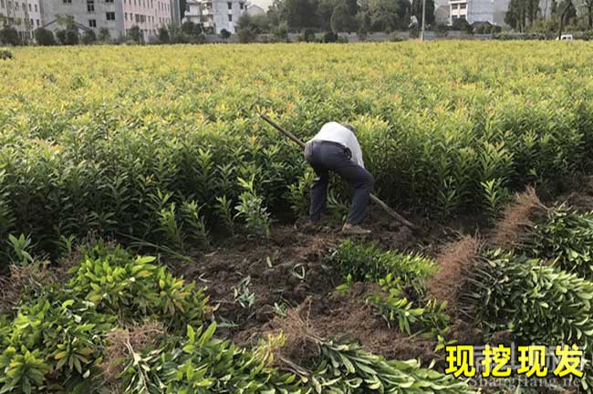 邵武楊（yáng）梅苗培育