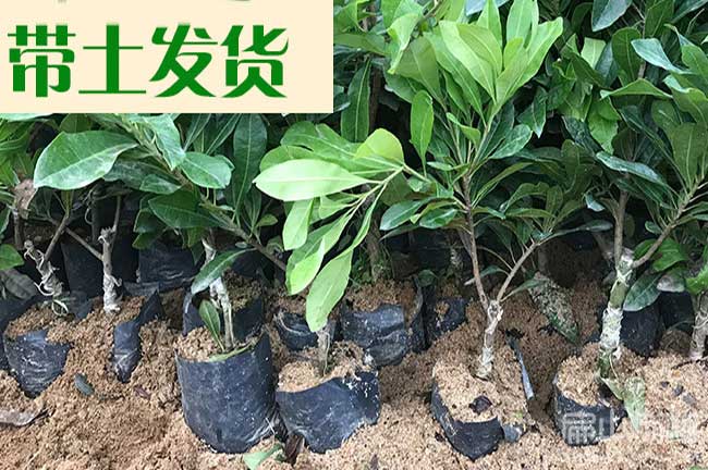 適合儋（dān）州海拔氣候種植的油茶苗和楊（yáng）梅苗昌瓊海萬寧海口