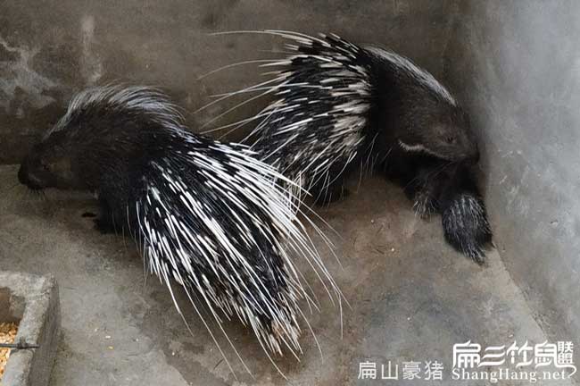 東莞肉兔養殖