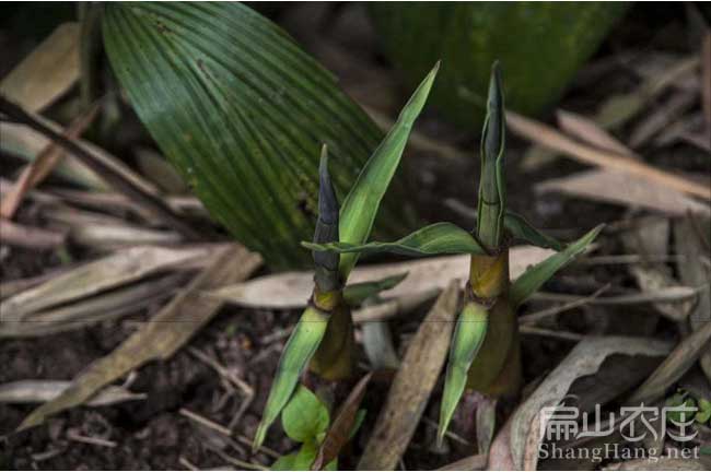 福建竹筍批發