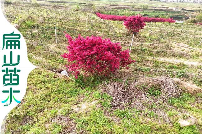 福建（jiàn）繼（jì）木樹（shù）苗批發