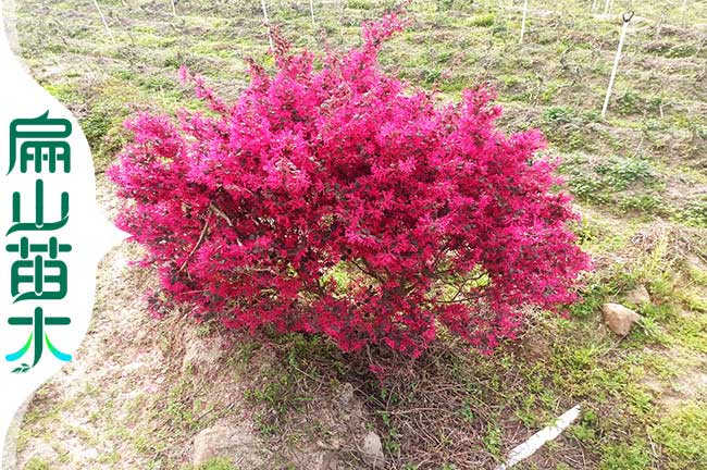 龍岩繼木苗（miáo）