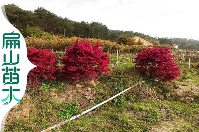 福建紅（hóng）繼木苗（miáo）