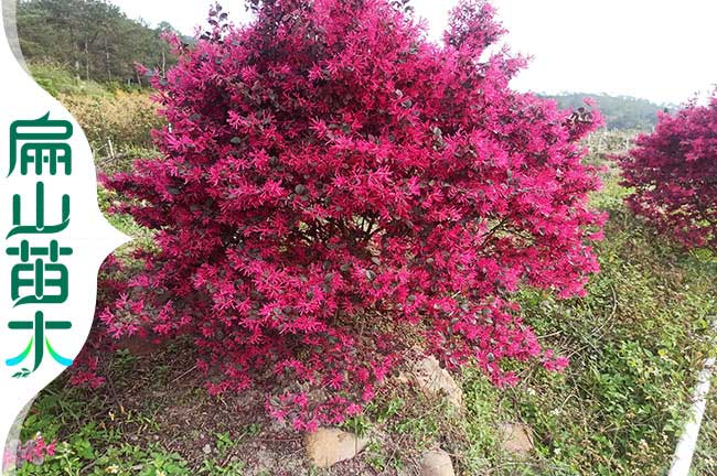 廈（xià）門紅花繼木培育