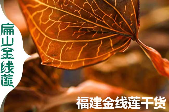 大葉 上饒金線蓮種苗.幹貨批發 規模化生產（chǎn）種植基地0.8元/珠