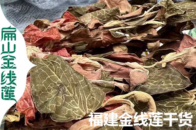 龍岩的金線蓮幹貨