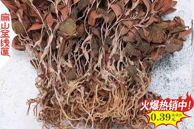 高標準 定西平涼的金線蓮種植基地 金線蓮種苗批發0.55元/珠