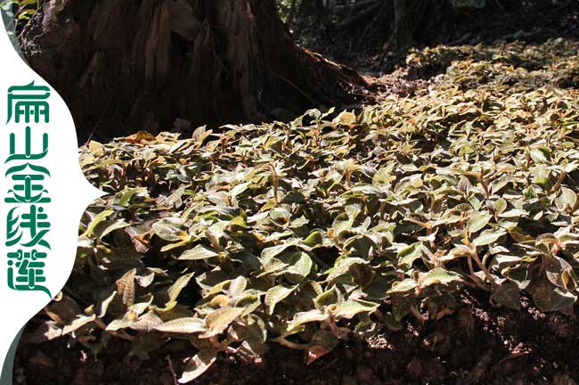 林下種植金線（xiàn）蓮注意