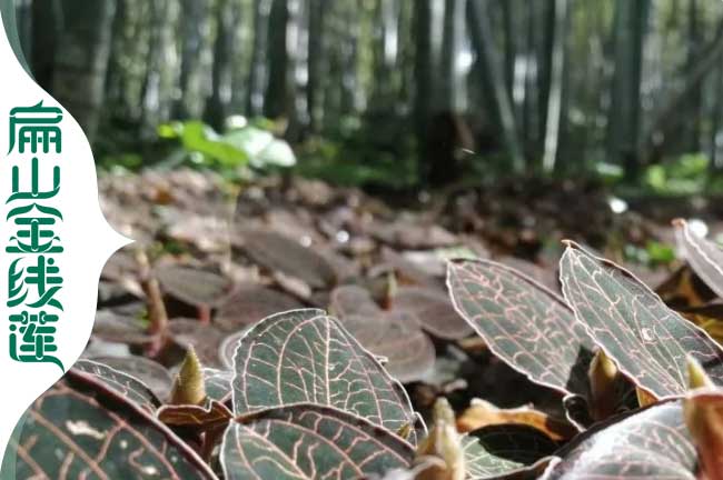 濮陽（yáng）金線蓮林下種植