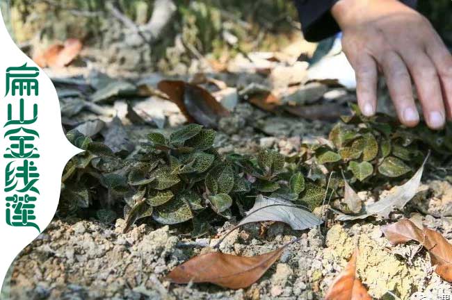 鄭州林下（xià）種植金線蓮