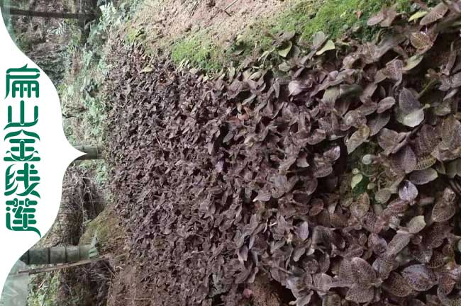 扁山洛陽焦作的金線蓮種苗 林下（xià）仿野生（shēng）金線蓮（lián）種植（zhí）基地0.63元