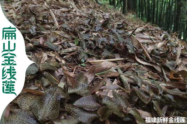 平涼林下種植金線蓮