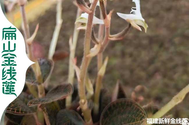 黃南金（jīn）線蓮花