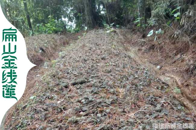 福建金線蓮林下種（zhǒng）植基地