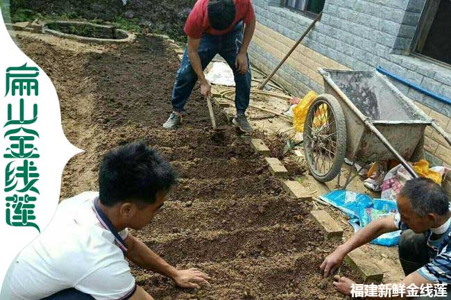 大同林下仿野生金（jīn）線蓮