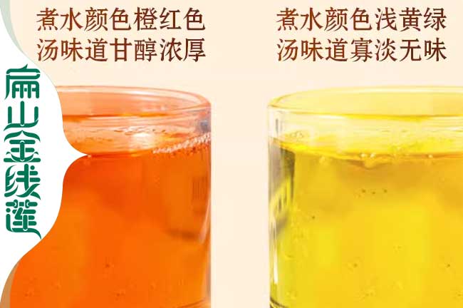 金線蓮泡茶