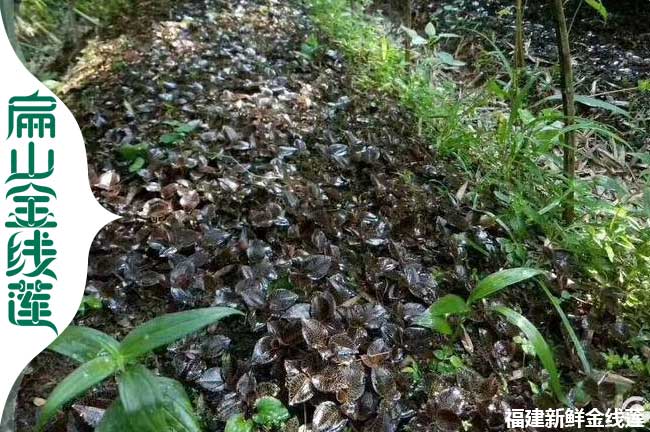 大阜陽宣城滁州金線蓮種植基地 安徽紅霞種苗批發價格3元