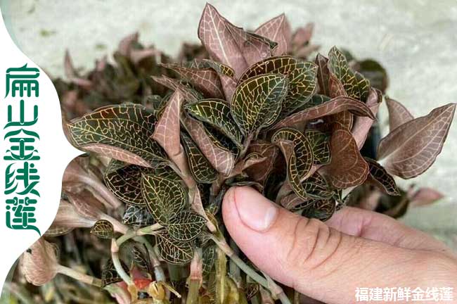 10號金線蓮種苗 遂寧金線蓮種（zhǒng）植基地 新鮮幹貨批發90萬珠