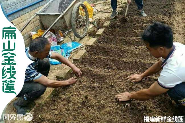 廣（guǎng）東金線蓮育苗工人